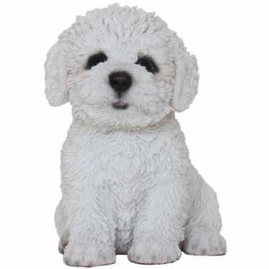 Decoratie beeld hondje bichon frise beeldje kopen