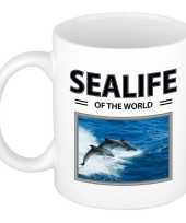 Dolfijn mok dieren foto sealife of the world beeldje kopen