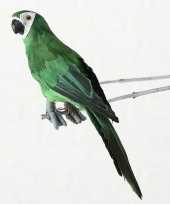 Groene decoratie ara papegaaien dierenbeelden beeldje kopen