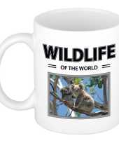 Koala mok dieren foto wildlife of the world beeldje kopen 10263747