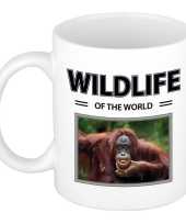 Orang oetan aap mok dieren foto wildlife of the world beeldje kopen